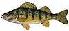 Click image for larger version. 

Name:	yellowperch.jpg 
Views:	46 
Size:	35.9 KB 
ID:	40392